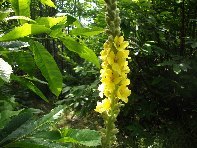 Rifugio_Pietra_Cannone - 20100613 001.jpg